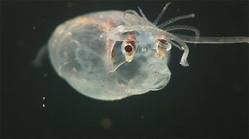 Piglet squid from deep is almost see-through