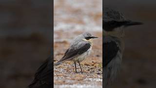 The Wheatear is waiting for spring, and you? | Film Studio Aves #nature #wildlife #birds