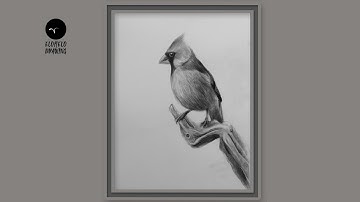 How To Draw A Cardinal Bird Step By Step || Pencil Sketch || Drawing
