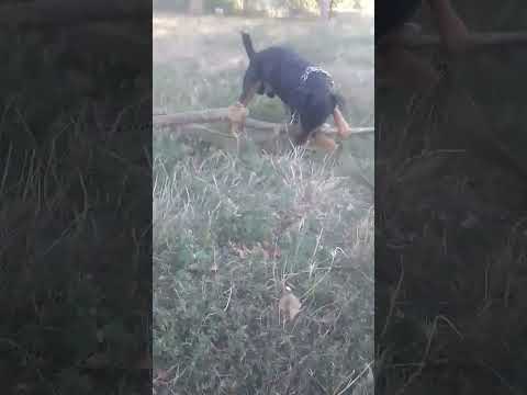#ягдтерьер #смешновидео #лучшее #суперсобака #друзья #видеодня #видеоприколы #позитив