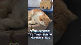 起司猫半夜偷吃被抓包!😂#宠物搞笑 #猫咪反应 Cheese the Cat Caught Snacking at Night! 😆 #funnycat #cutecats #petshorts