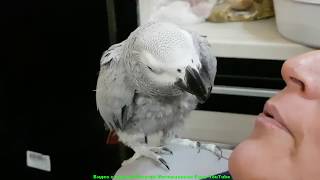 Говорящий попугай Рико на воле с хозяйкой