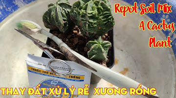 How To Repot Soil Mix A Cactus Plant I Thay đất Xử lý Rễ  Xương Rồng