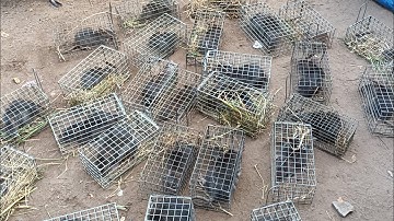 Bẩy chuột cống nhum mà nó dính như thế nầy quá khủng khiếp #sanbatbatri#