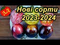 НОВІ СОРТИ ТОМАТІВ 2023-2024 (кращі урожайні сорти помідор)