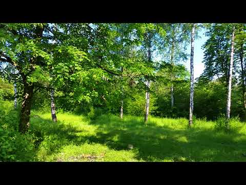 Spring Forest Sounds and Relaxing Bird Singing for Sleeping