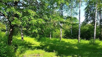 Spring Forest Sounds and Relaxing Bird Singing for Sleeping