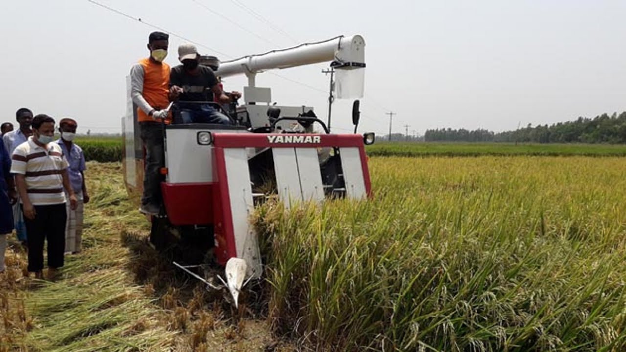 Rice cutting machine in Bangladesh ধান কাটা মেশিন এখন বাংলাদেশে