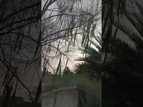 ثمار شجرة الشوع او البان او المورينجا بريجرينا او المورينجا العربية نسبة الزيت بها 35بالمئة