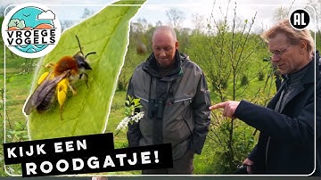 Insecten smullen van bloeiende bomen | TV | Vroege Vogels