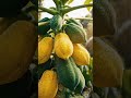 papaya #garden #farming