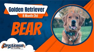 Best Golden Retriever Dog Training | Bear | Dog Training in London by Off-Leash K9 Training London 27 views 2 months ago 9 minutes, 2 seconds