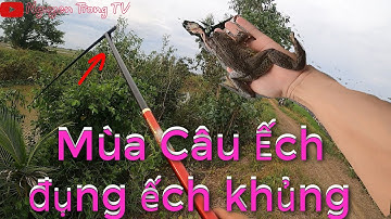 Mùa câu ếch Tràm Chim Tập  #29 || Nguyen Trong TV