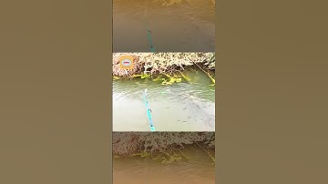 Giật mình với pha cá săn mồi #dongdopa #fishing #dopa #thuysandopa #dobio