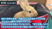 うっ滞時に役立つうさぎのtタッチを基本にしたケア法 Youtube うっ滞時に役立つうさぎのtタッチを基本にしたケア法 Youtube