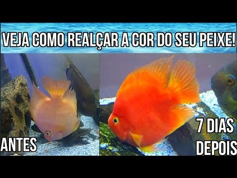 Vídeo: Como Deixar O Peixe Mais Macio