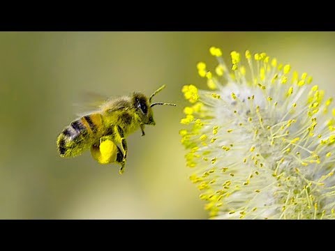 Vidéo: Fleurs Mellifères