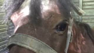 Gumbie  Miniature Horse Rescued From the Amish