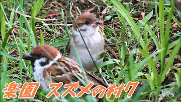 眼福すずめ07 Cute Sparrows 野鳥観察 雀 巣立ち雛 かわいい スズメの群れ 大群 Mp3 眼福すずめ07 Cute Sparrows 野鳥観察 雀 巣立ち雛 かわいい スズメの群れ 大群 Mp3