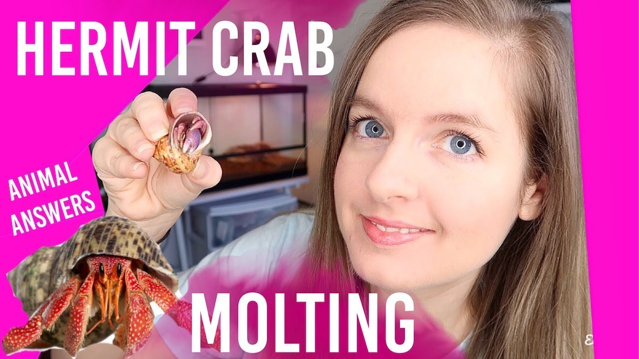 Is Your Hermit Crab Molting? Dead? How To Know? | Lori'S Hartland