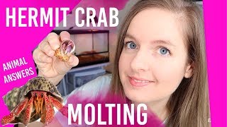 Is Your HERMIT CRAB Molting? Dead? How To Know? | Lori's Hartland