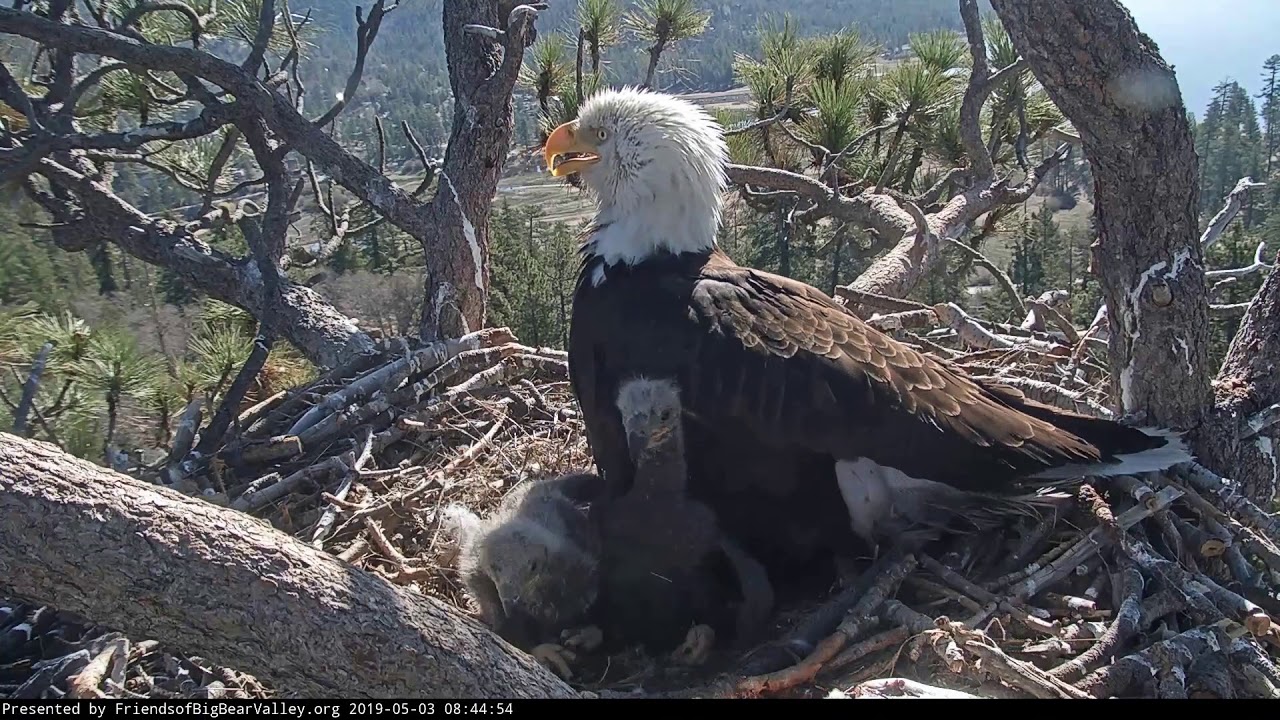 05-03-19 Big Bear Lake eagles; born to bonk.
