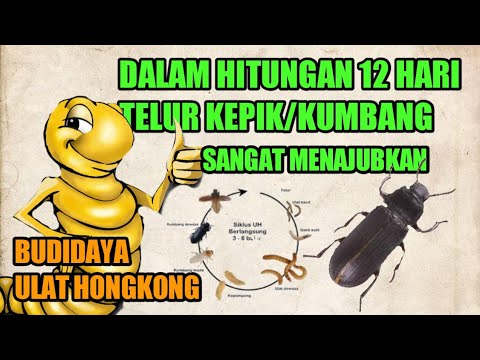 Video: Kapan kumbang menetas?