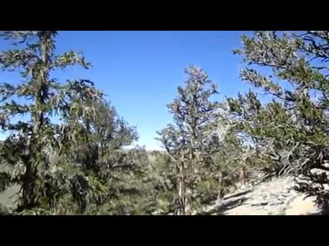 فيديو: أصناف شجرة التنوب النرويج القزم - ما هو عش الطائر الراتينجية