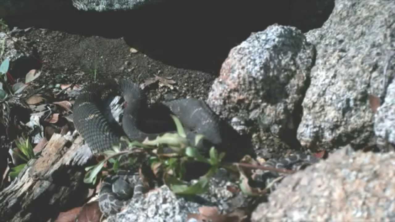 rattlesnakes can swim Woody versus the ?