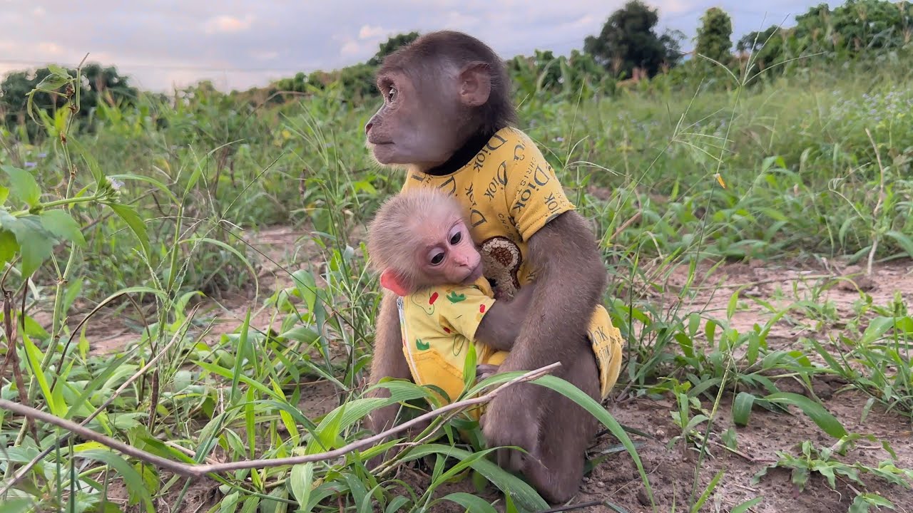 Обезьянка СинСин грустит дома и берет с собой маленького обезьянки СуБи, чтобы найти папу на ферме.