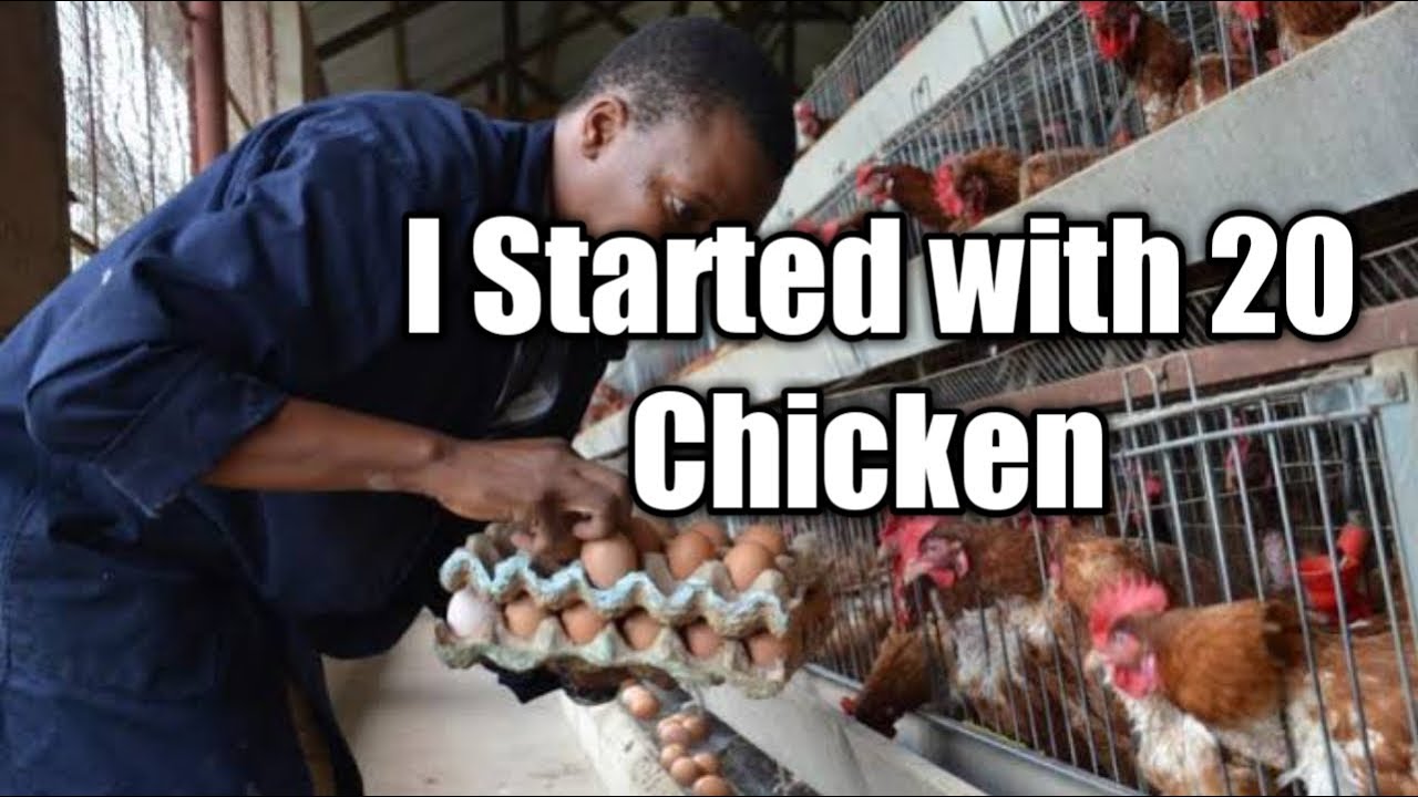 Download I STARTED WITH 20 CHICKEN