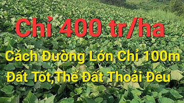 (Số 971)Chỉ 400 tr/ha Vườn Đất Tốt Cách Đường Nhựa Chỉ 100m #nhadatdaknong #bandatlamdong #bđs 