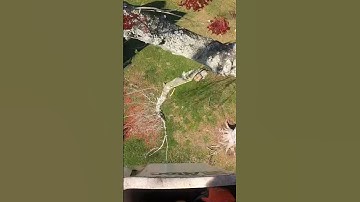 Pruning large maple tree! 🌳#pruning #tree #flyinghigh #buckettruck