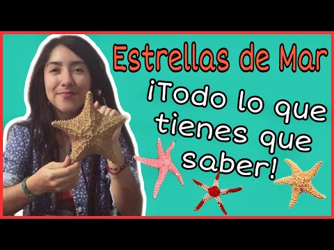 Video: ¿Vivían las estrellas de mar?