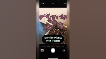 Identify Any Plant with Your iPhone Camera: Quick and Easy Steps