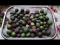 Original Rudraksh direct from Rudraksh tree