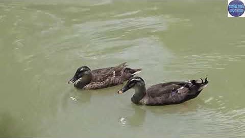 Cận cảnh thả hai con răn hổ mây nặng 60kg về núi cấm