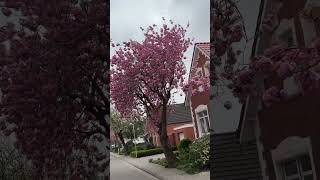 japanische Küsten Kirschblüte - beautiful Cherry blossom III