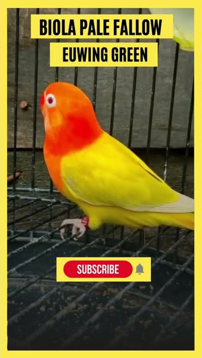 Lovebird Biola Pale Fallow Euwing Green | Biola PF Euwing | Green Euwing Pale Fallow Opaline #Shorts