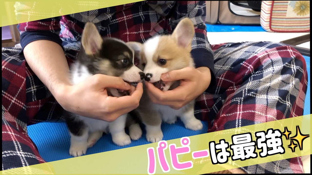 子犬】世界一可愛いコーギー⁉️久しぶりに登場?? puppy corgi is 