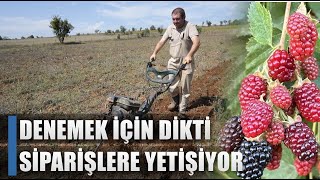 Denemek İçin Dikti Siparişlere Yetişemiyor Yılda 2 Kere Ürün Alıyor Agro Tv Haber