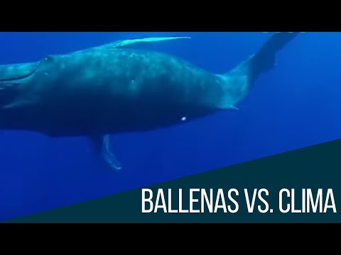 Las ballenas ¿Una solución contra el cambio climático?