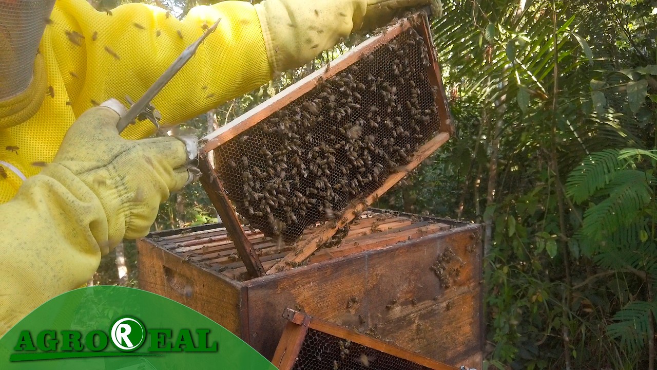 APICULTURA: PRODUÇÃO QUE VAI ALÉM DO MEL