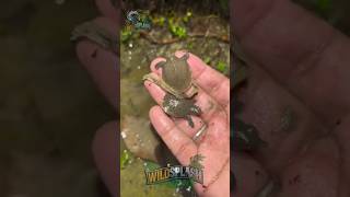 Most Wanted Video On Social Media