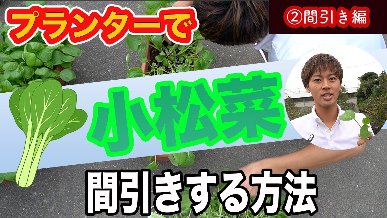 プランターで 小松菜 間引きの方法 全部食べれます Youtube