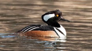 Hooded Mergansers at Nepean Pond, March 2024