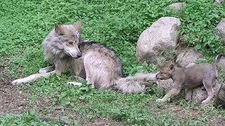 Wolf Pup Tugs on Brother's Tail