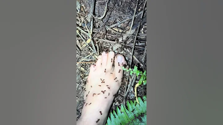 Looking for a 20 foot python #snake#wildlife#wildanimals#animals#alligator#python#florida#shorts