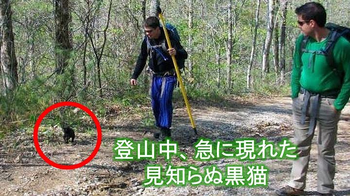 A kitten suddenly appears in front of a group of men as they are climbing a mountain. #cat #family