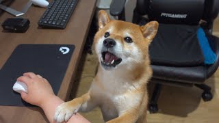 This cute Shiba Inu thinks his owner is fighting and uses dog language to intervene.